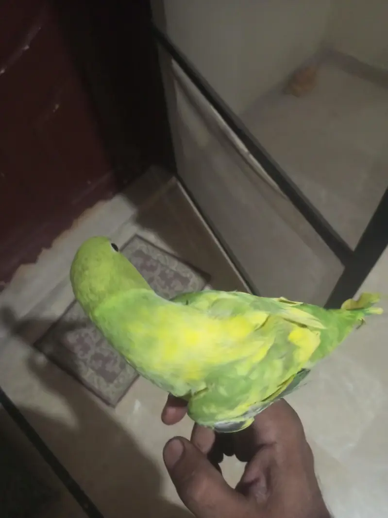 I am selling my talking and tame parrots PLEASE READ ADD FIRST. — photo 6