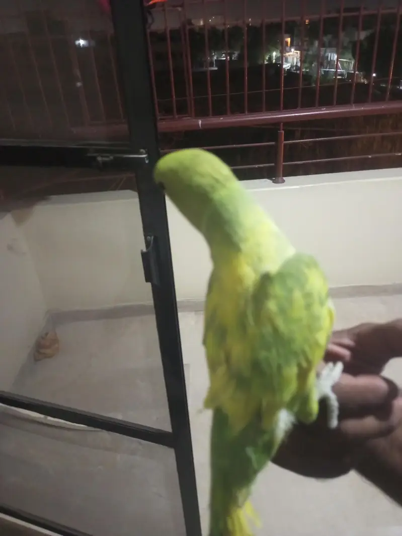 I am selling my talking and tame parrots PLEASE READ ADD FIRST. — photo 7