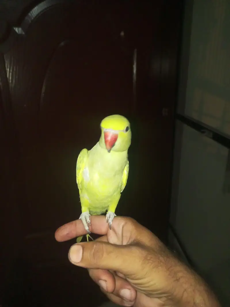 I am selling my talking and tame parrots PLEASE READ ADD FIRST. — photo 8