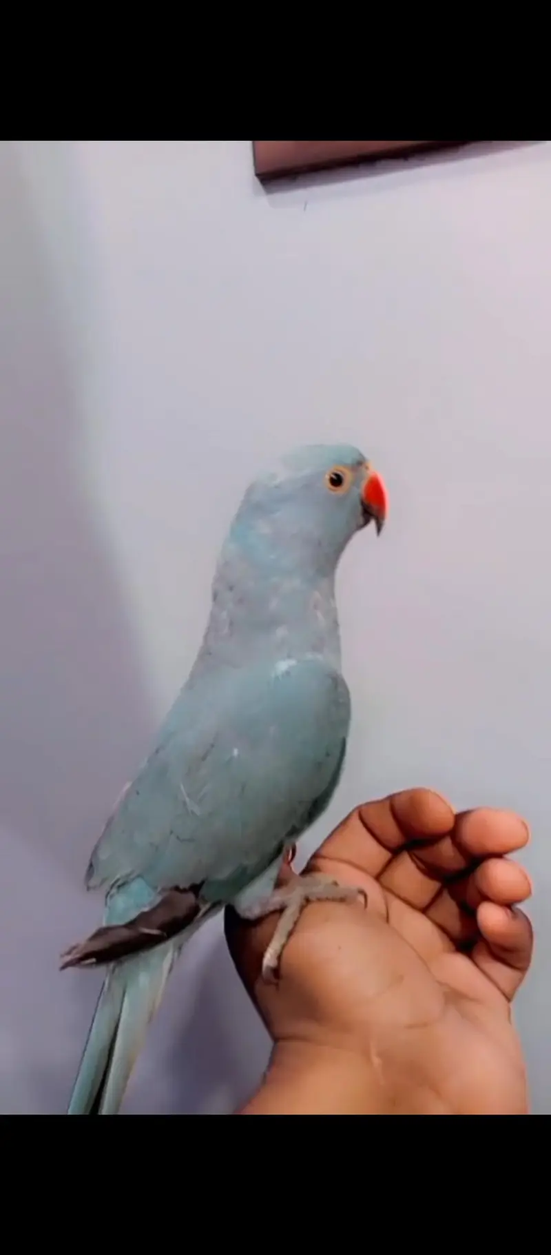 I am selling my talking and tame parrots PLEASE READ ADD FIRST. — photo 9