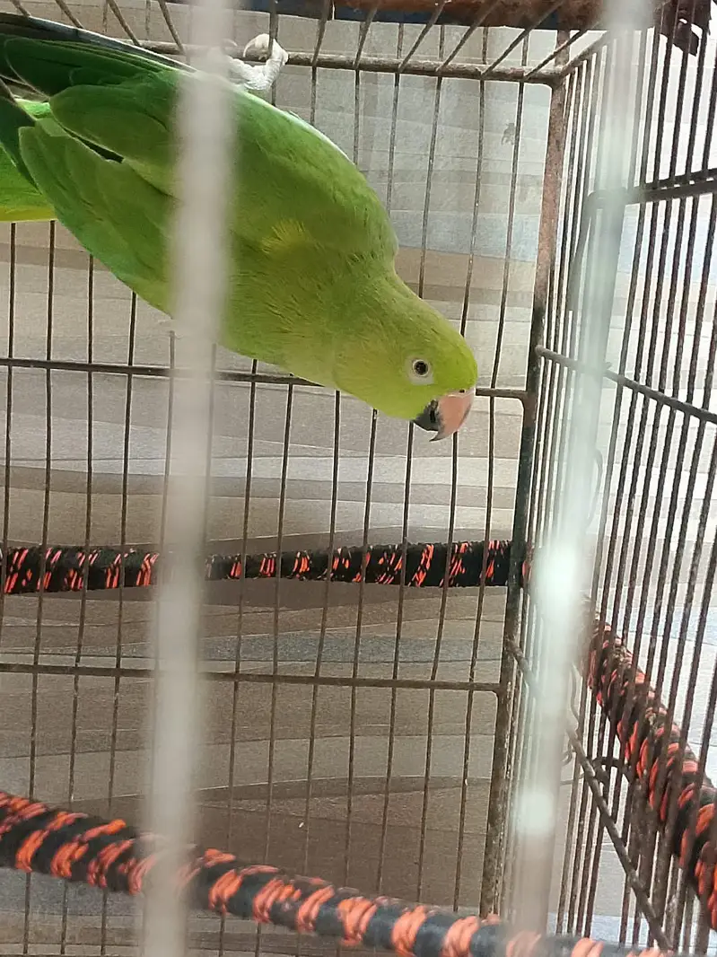 I am selling my talking and tame parrots PLEASE READ ADD FIRST. — photo 10