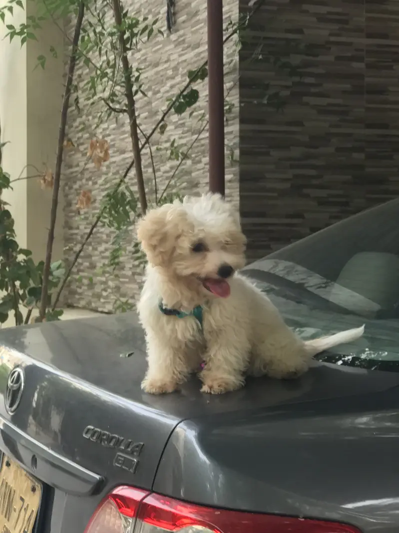 DOODLE PUPPY — photo 2