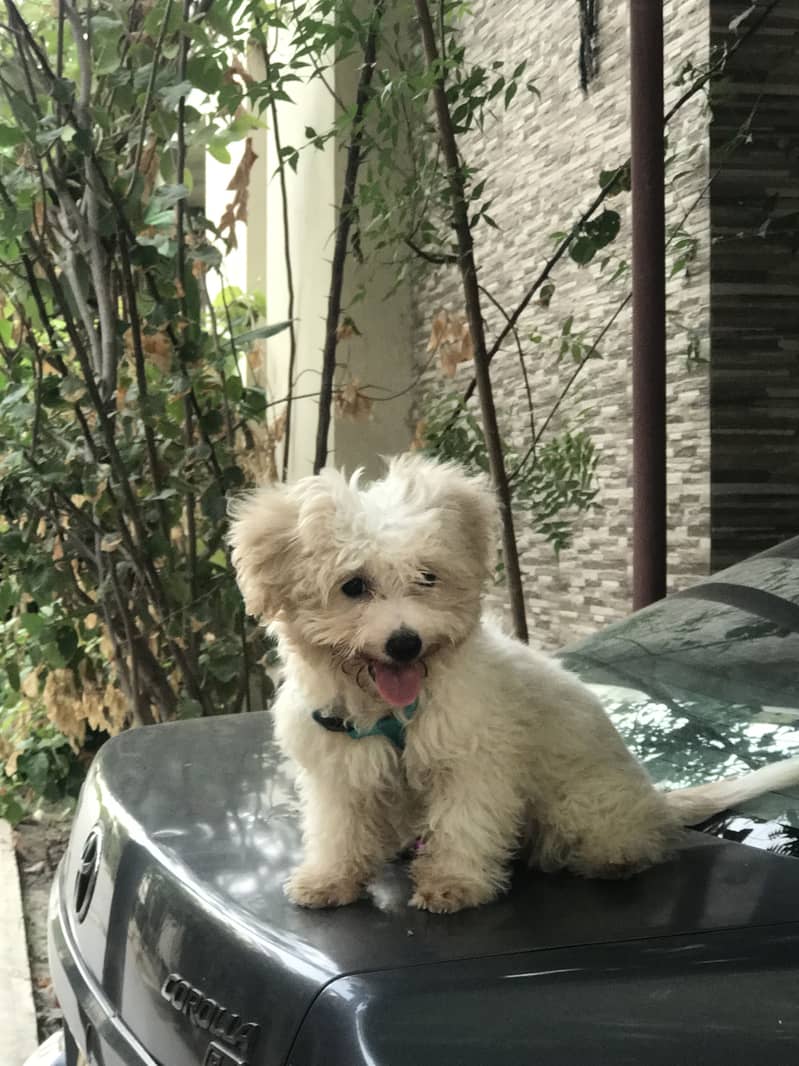 DOODLE PUPPY 2