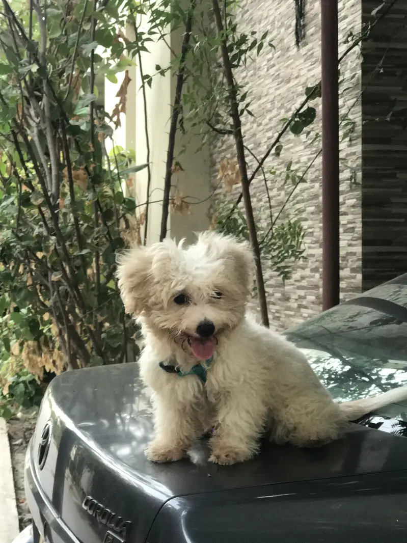 DOODLE PUPPY — photo 3