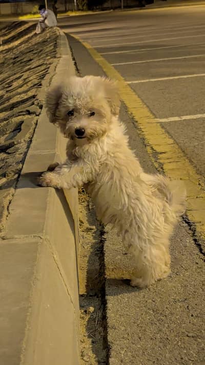 DOODLE PUPPY