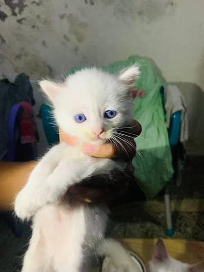 4 persion kittens available