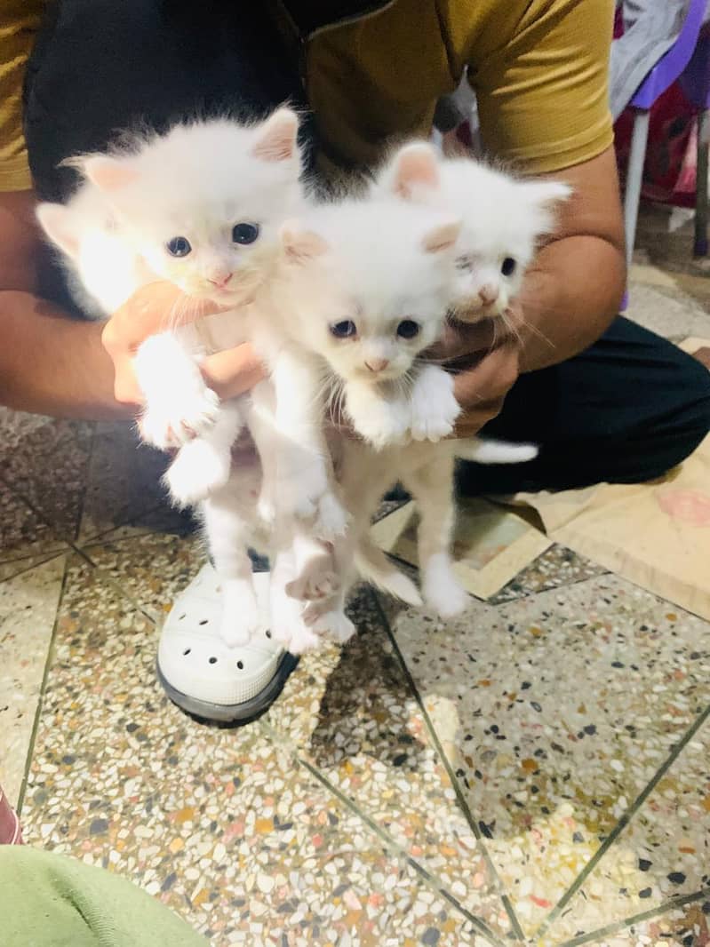 4 persion kittens available 1
