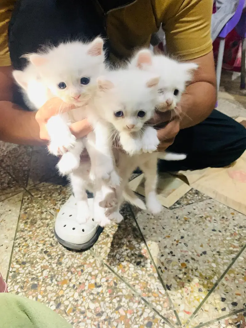4 persion kittens available — photo 2