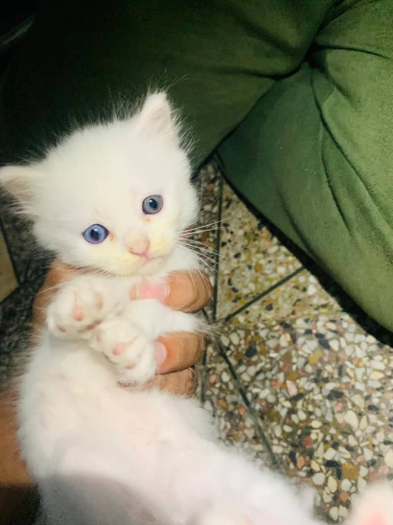 4 persion kittens available 2