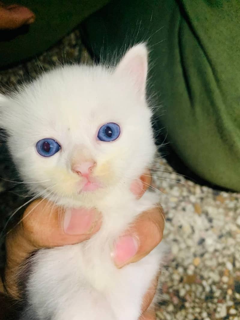4 persion kittens available 3