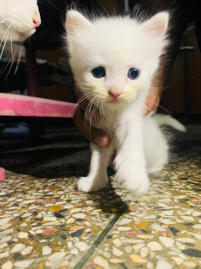 4 persion kittens available 4