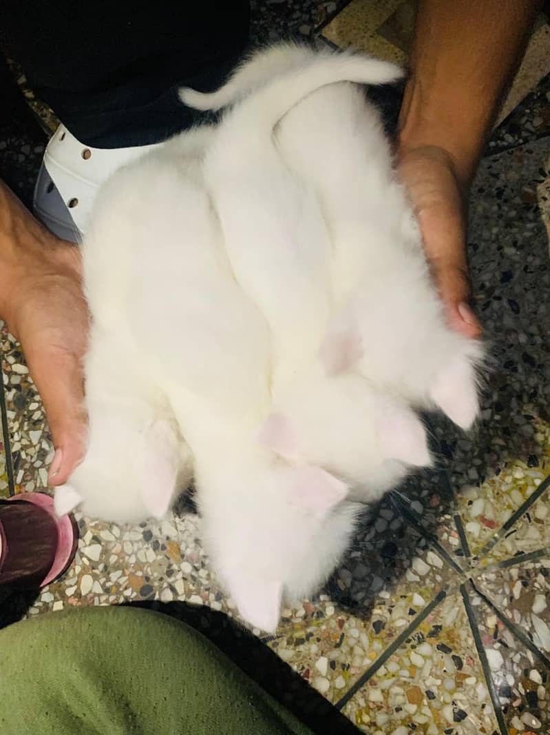 4 persion kittens available 5