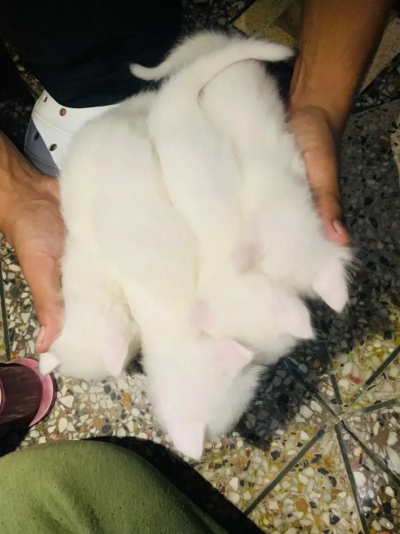 4 persion kittens available — photo 6