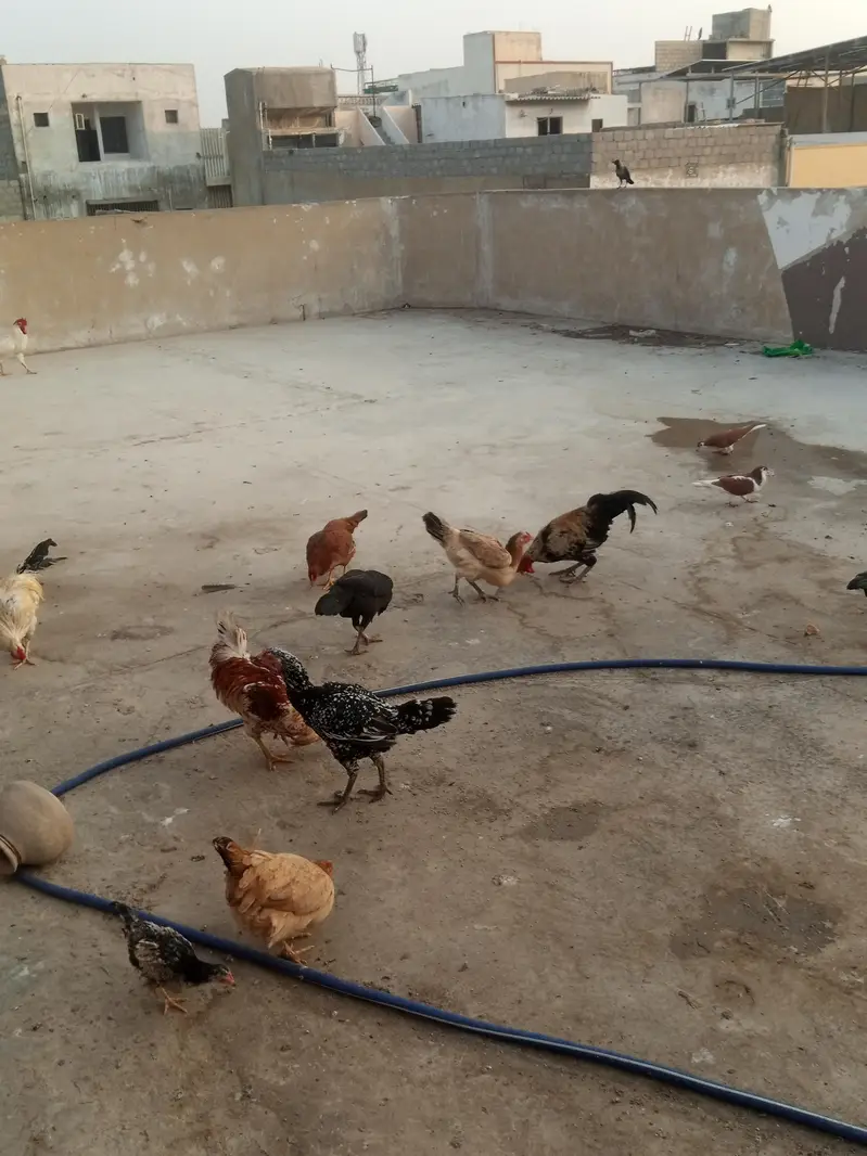 laka pegion for sale brown tail pure murghiya for sale — photo 8