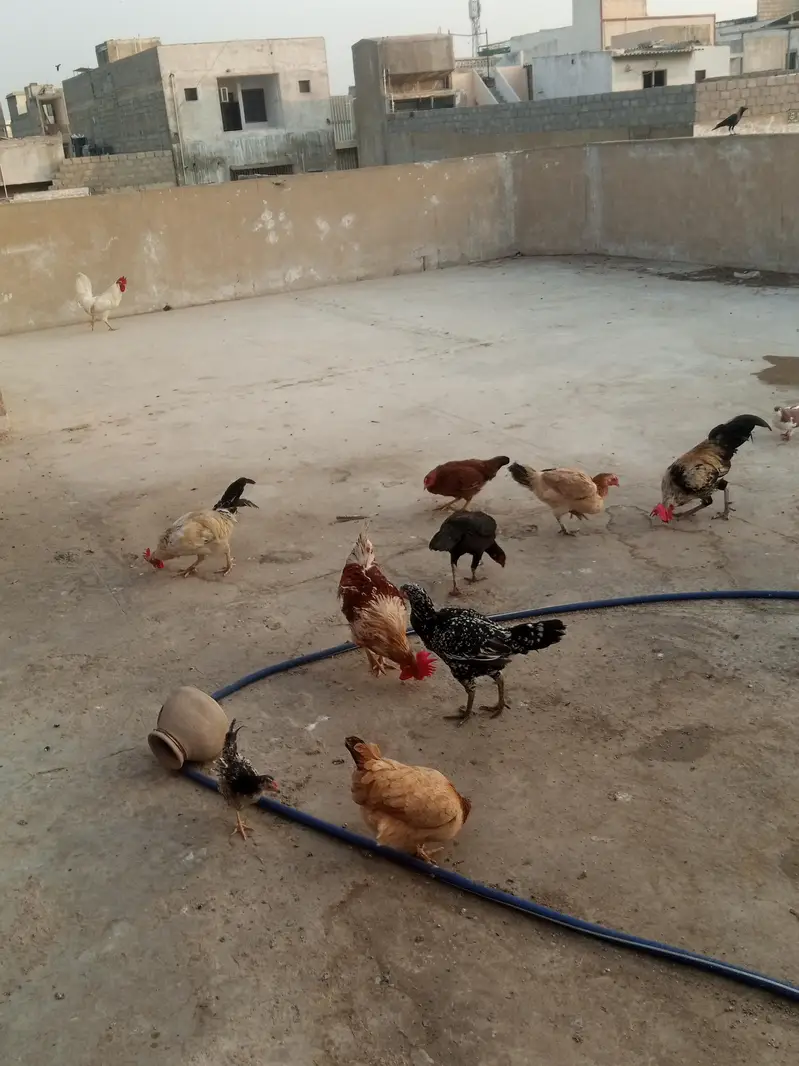 laka pegion for sale brown tail pure murghiya for sale — photo 9