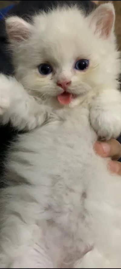 Adorable Kittens Available for Sale only sereous buyer contact us