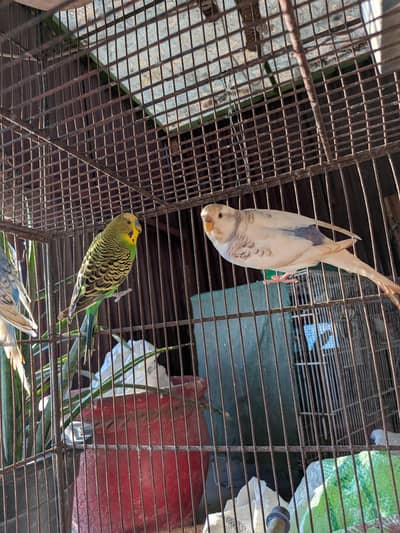 Undersized budgies bonded / Ready to breed Pairs