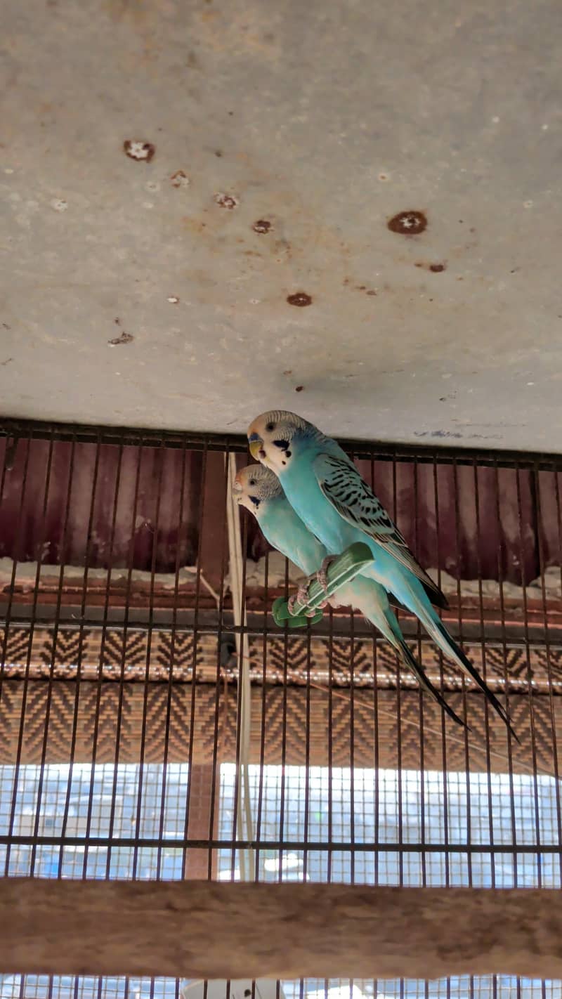 Undersized Pairs / Recessive Pied 5