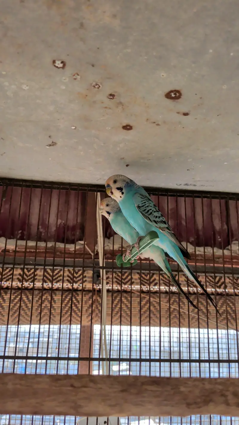 Undersized budgies bonded / Ready to breed Pairs — photo 2