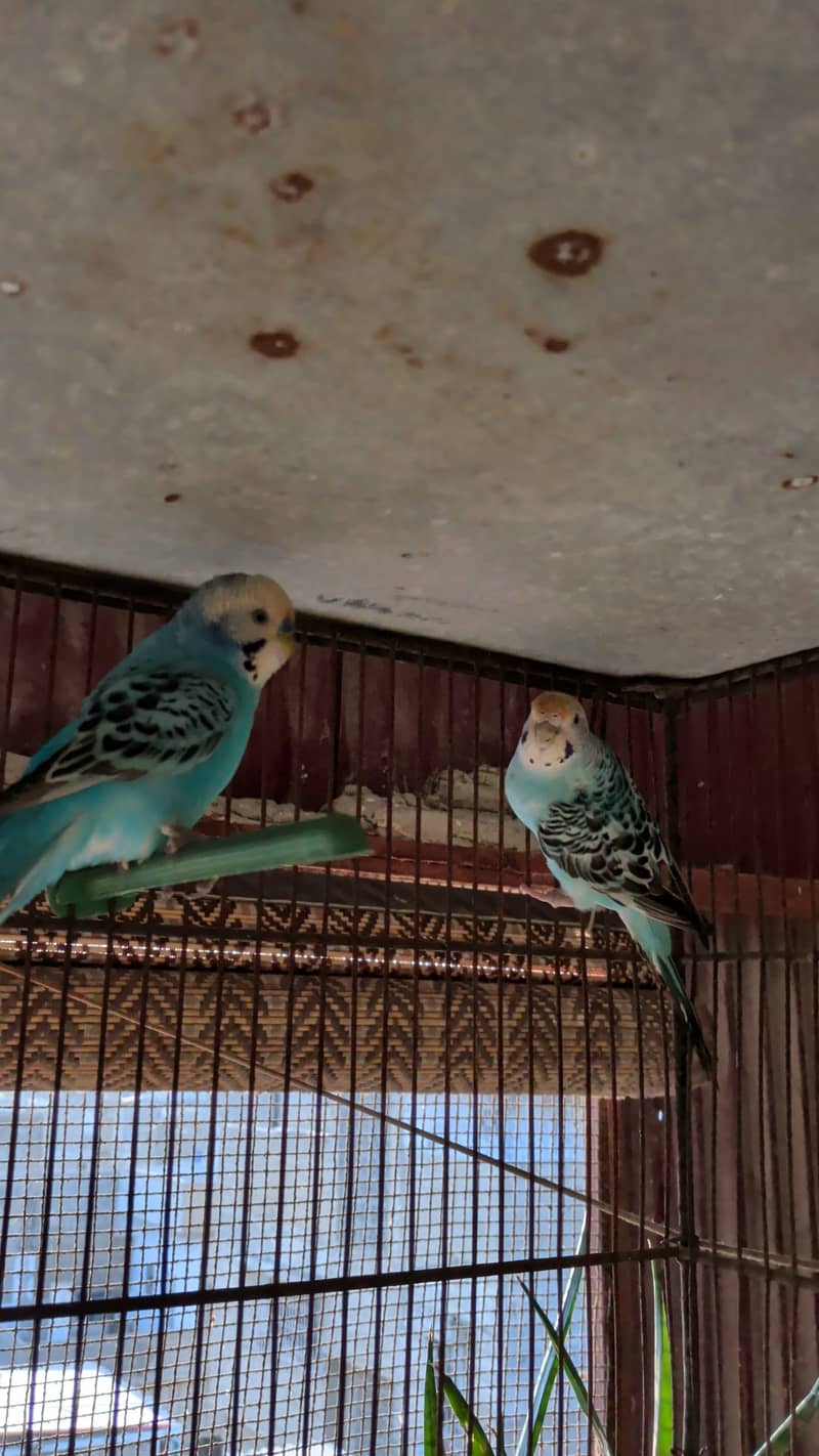 Undersized Pairs / Recessive Pied 6