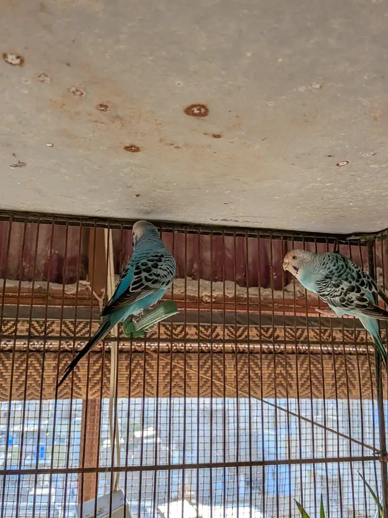 Undersized budgies bonded / Ready to breed Pairs — photo 4