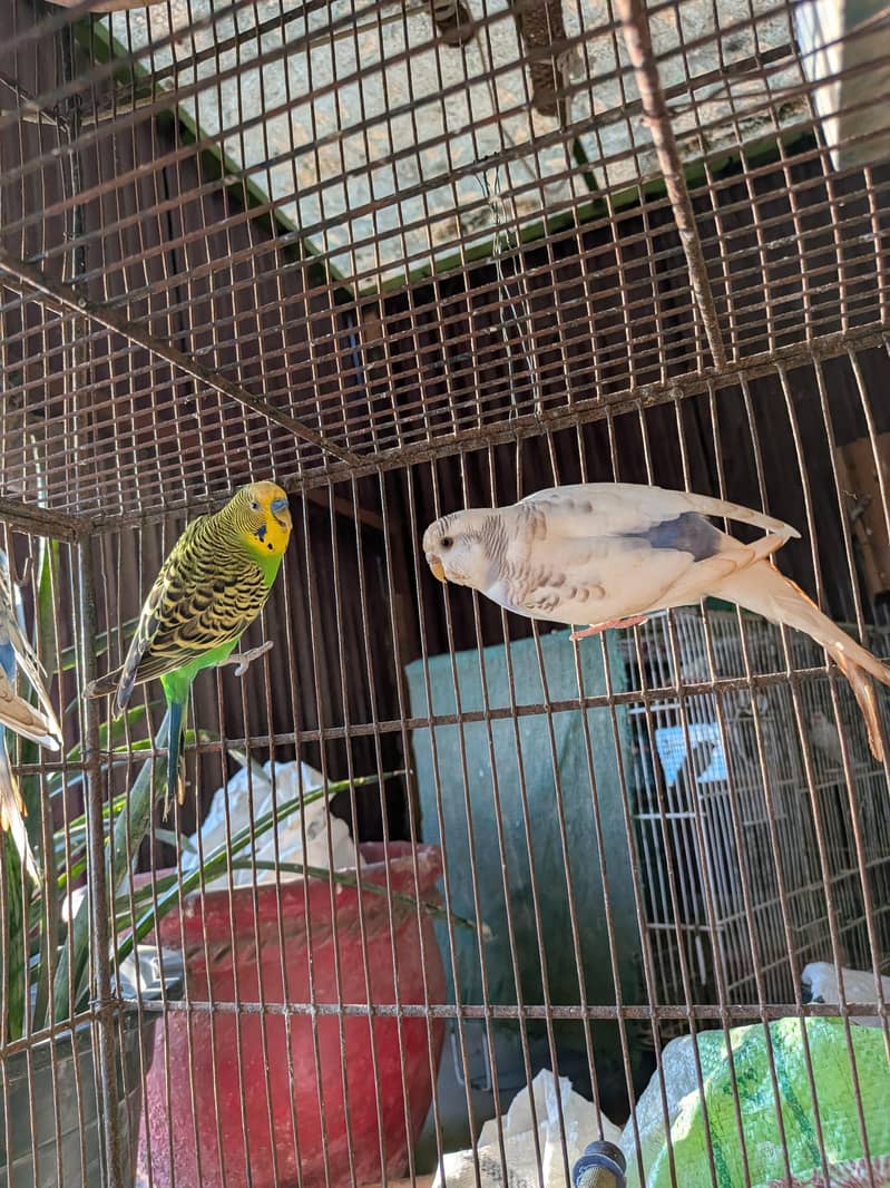 Undersized Pairs / Recessive Pied 8