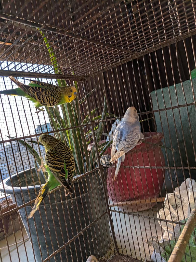 Undersized Pairs / Recessive Pied 9