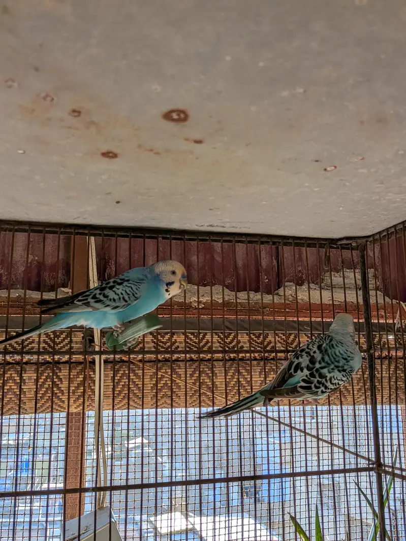 Undersized budgies bonded / Ready to breed Pairs — photo 7