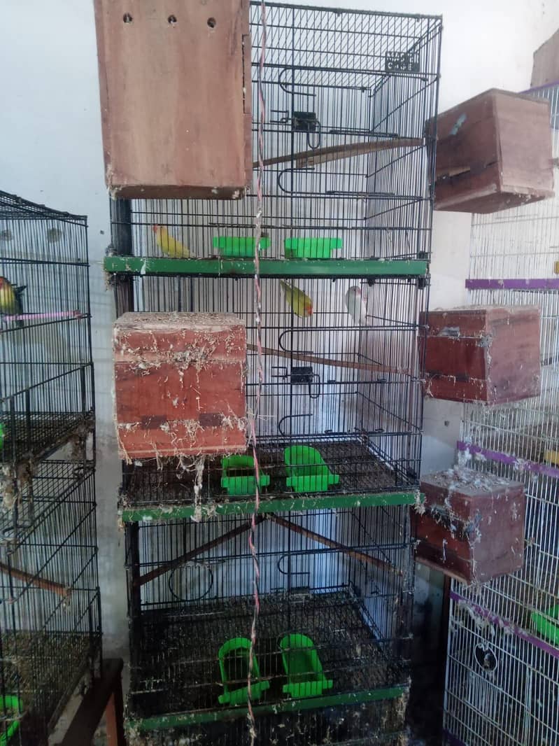 Birds 0