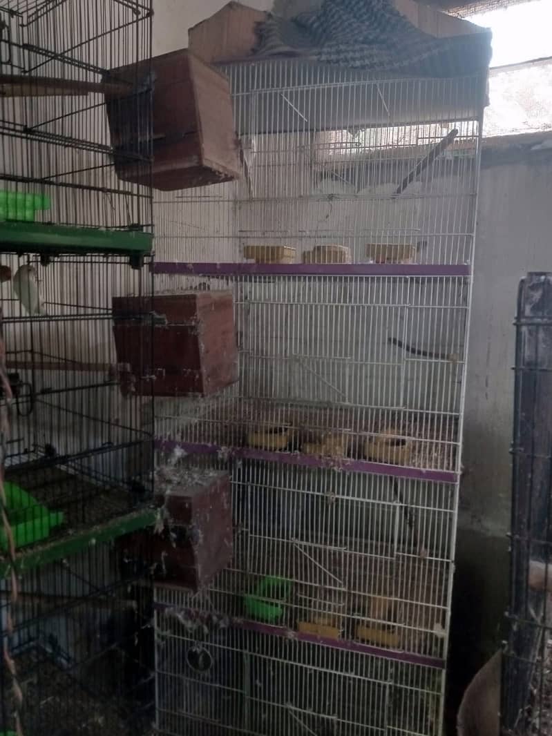 Birds 1