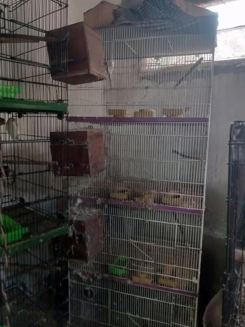 Birds — photo 2