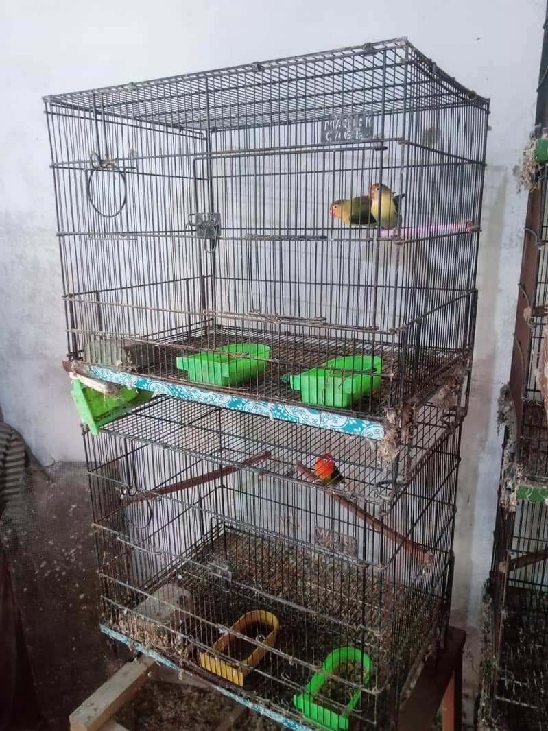 Birds 2