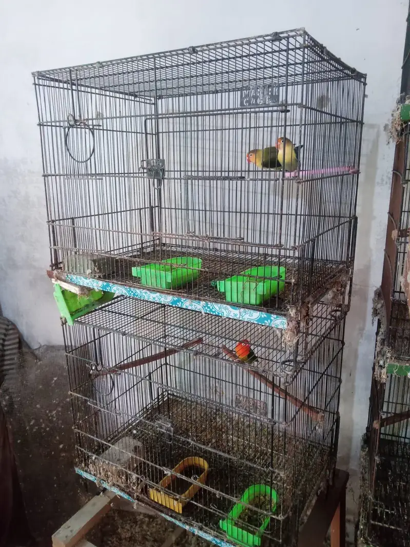 Birds — photo 3