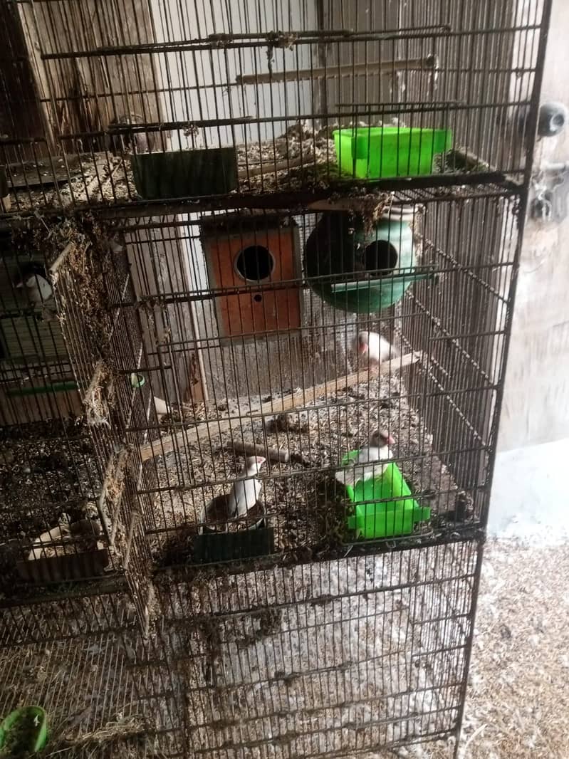 Birds 3
