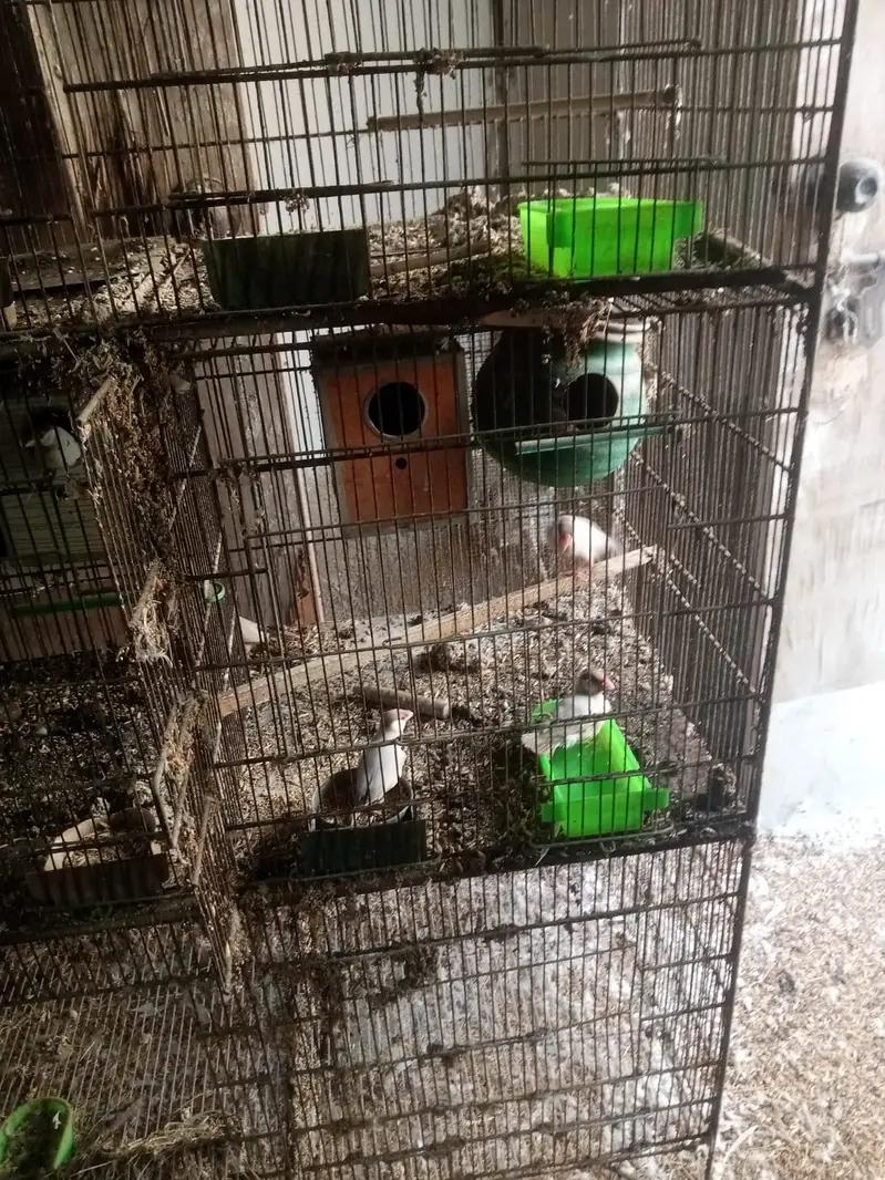 Birds — photo 4