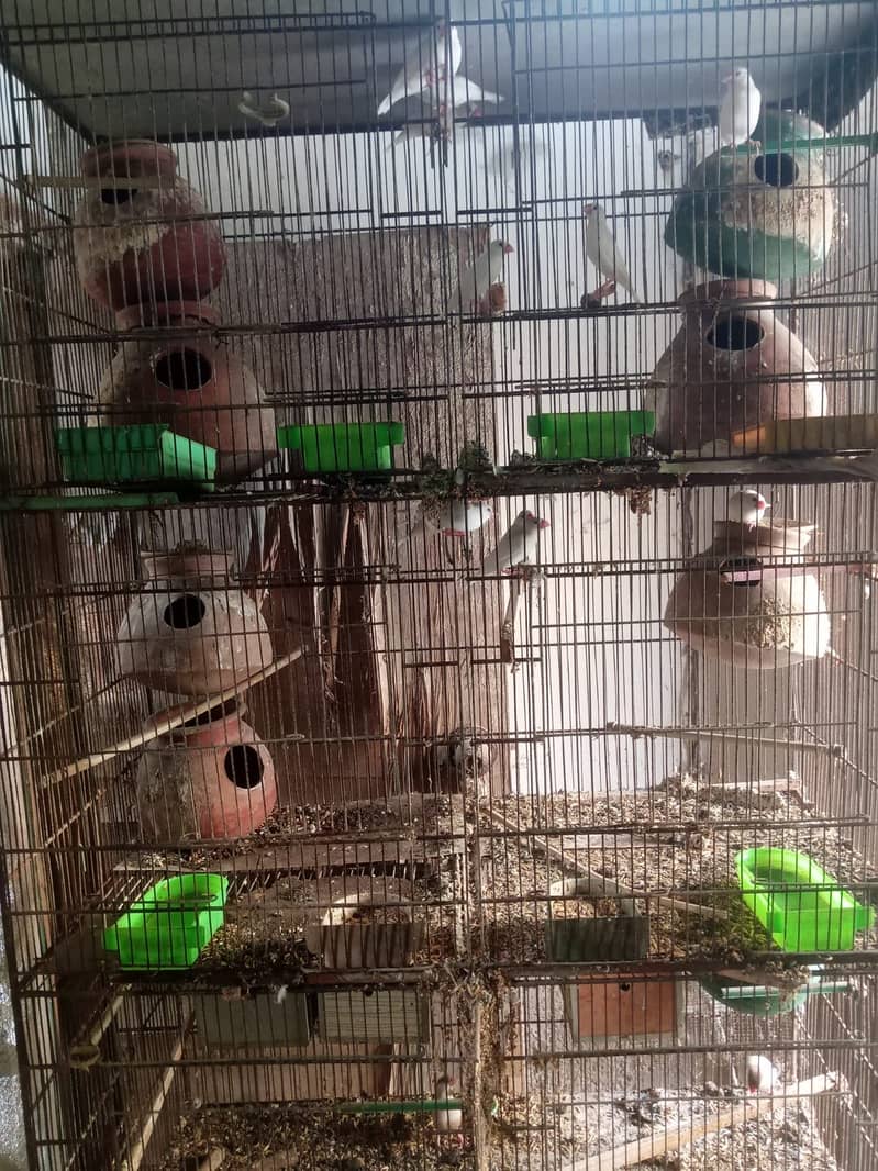 Birds 4
