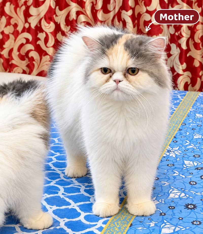 CFA Bloodline Cat for Sale – Pure Breed Feline, Healthy & Active - Cats ...