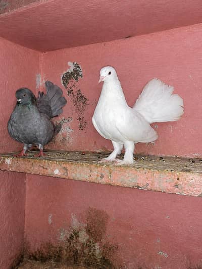 breeder pair for sale