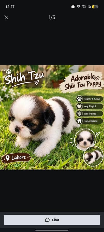 shizu puppy