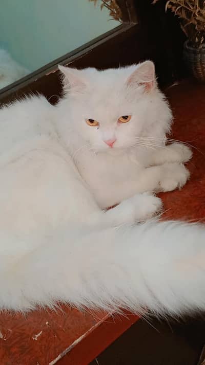 beautiful cat