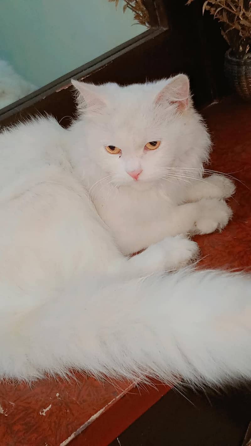 beautiful cat 0