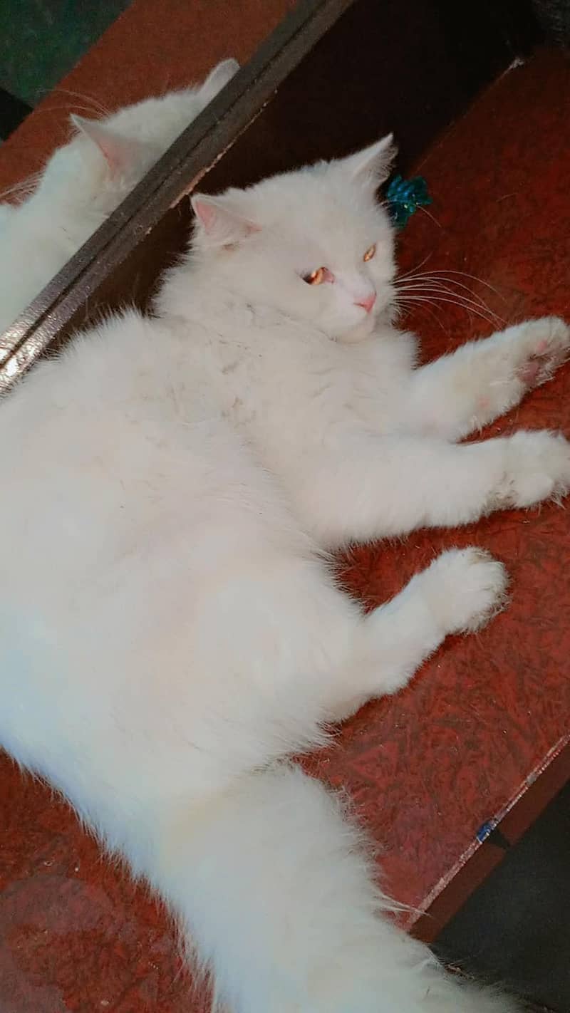 beautiful cat 1