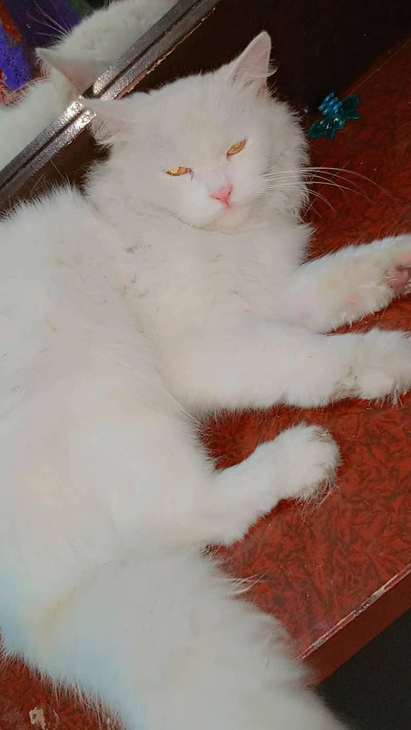 beautiful cat 2