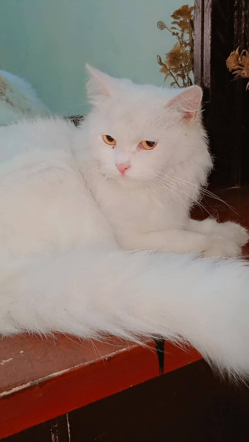 beautiful cat 3