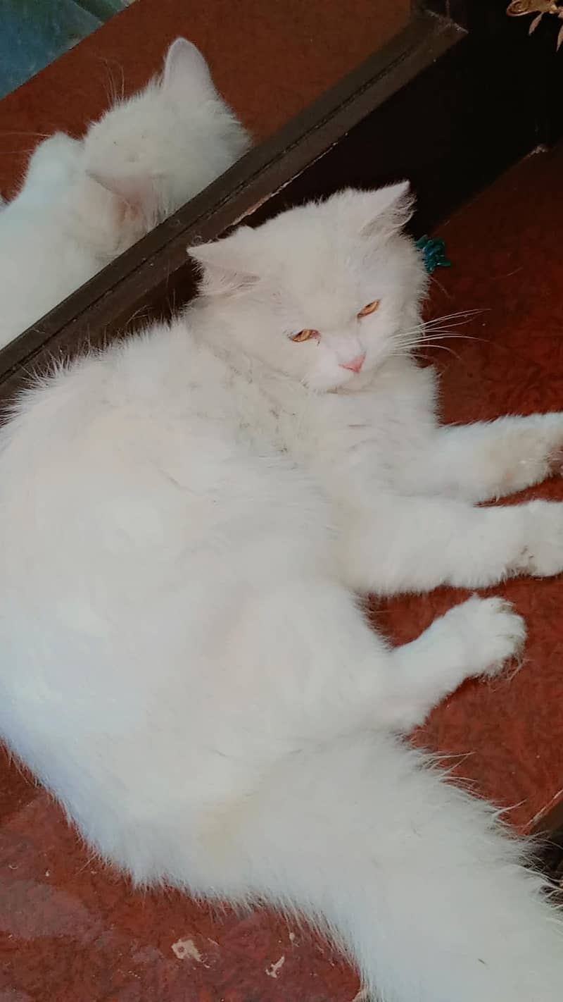 beautiful cat 4