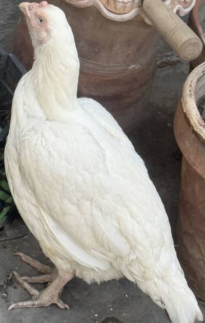 Aseel shamo pair for sale