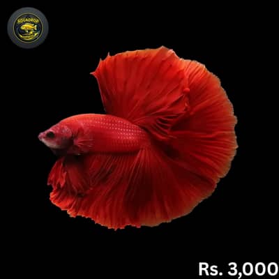 Exotic Fishes | Monster Fishes | All type  Fishes available