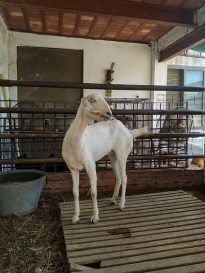 4 dant tapri goat 29 hieght