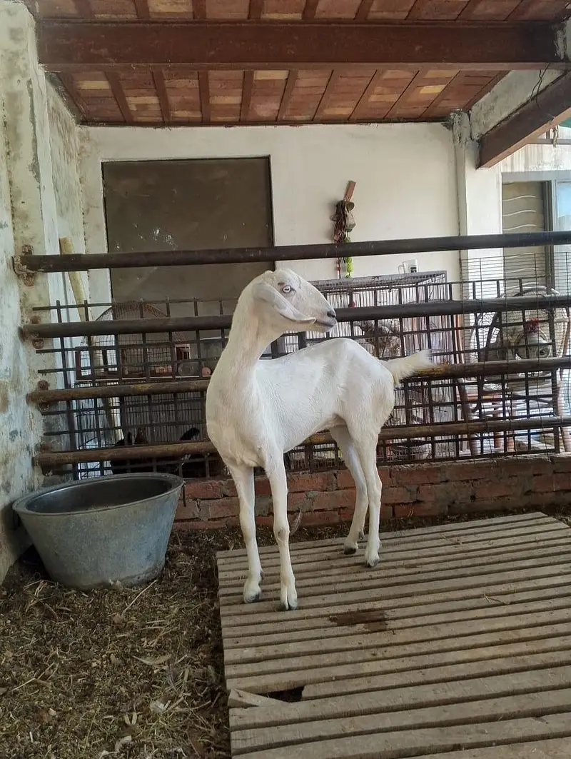 4 dant tapri goat 29 hieght — photo 2