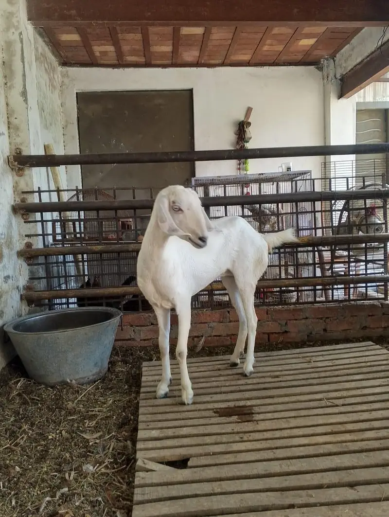 4 dant tapri goat 29 hieght — photo 3